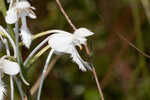 White fringed orchid